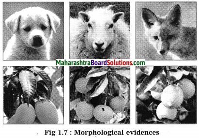 Maharashtra Board Class 10 Science Solutions Part 2 Chapter 1 Heredity and Evolution 8