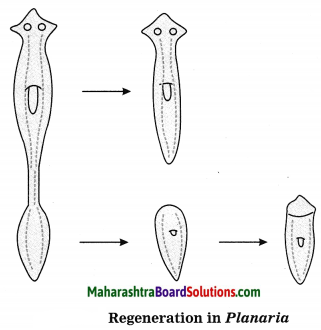 Maharashtra Board Class 10 Science Solutions Part 2 Chapter 2 Life Processes in Living Organisms Part - 2, 18