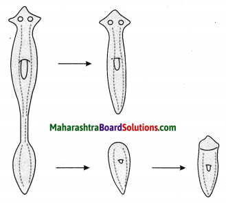 Maharashtra Board Class 10 Science Solutions Part 2 Chapter 2 Life Processes in Living Organisms Part - 2, 24