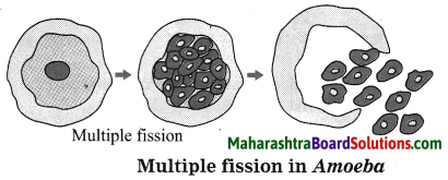 Maharashtra Board Class 10 Science Solutions Part 2 Chapter 2 Life Processes in Living Organisms Part - 2, 3