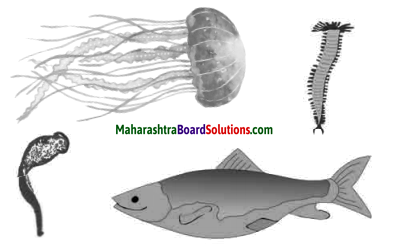 Maharashtra Board Class 10 Science Solutions Part 2 Chapter 6 Animal Classification 12