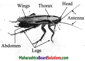 Maharashtra Board Class 10 Science Solutions Part 2 Chapter 6 Animal Classification 15