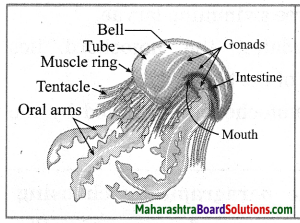 Maharashtra Board Class 10 Science Solutions Part 2 Chapter 6 Animal Classification 2