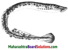 Maharashtra Board Class 10 Science Solutions Part 2 Chapter 6 Animal Classification 23