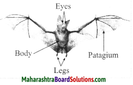 Maharashtra Board Class 10 Science Solutions Part 2 Chapter 6 Animal Classification 26