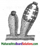 Maharashtra Board Class 10 Science Solutions Part 2 Chapter 6 Animal Classification 29