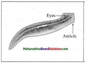 Maharashtra Board Class 10 Science Solutions Part 2 Chapter 6 Animal Classification 3