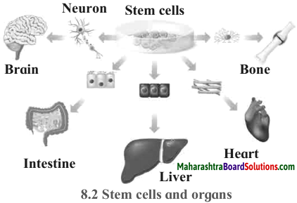 Maharashtra Board Class 10 Science Solutions Part 2 Chapter 8 Cell Biology and Biotechnology 14