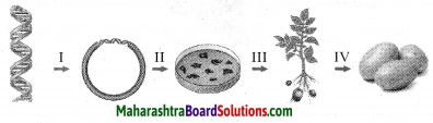 Maharashtra Board Class 10 Science Solutions Part 2 Chapter 8 Cell Biology and Biotechnology 7