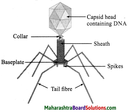 Maharashtra Board Class 8 Science Solutions Chapter 1 Living World and Classification of Microbes 6