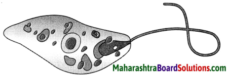 Maharashtra Board Class 8 Science Solutions Chapter 1 Living World and Classification of Microbes 9