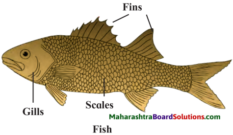 Maharashtra Board Class 7 Science Solutions Chapter 1 The Living World Adaptations and Classification 2