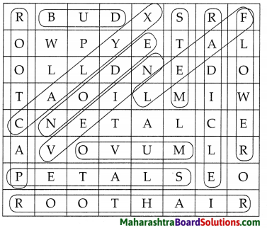 Maharashtra Board Class 7 Science Solutions Chapter 2 Plants Structure and Function 4