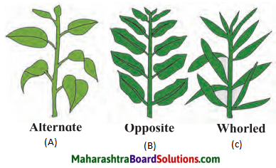 Maharashtra Board Class 7 Science Solutions Chapter 2 Plants Structure and Function 8