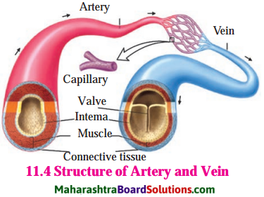 Maharashtra Board Class 8 Science Solutions Chapter 11 Human Body and Organ System 9
