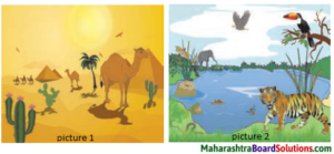 Maharashtra Board Class Science Solutions Chapter Ecosystems