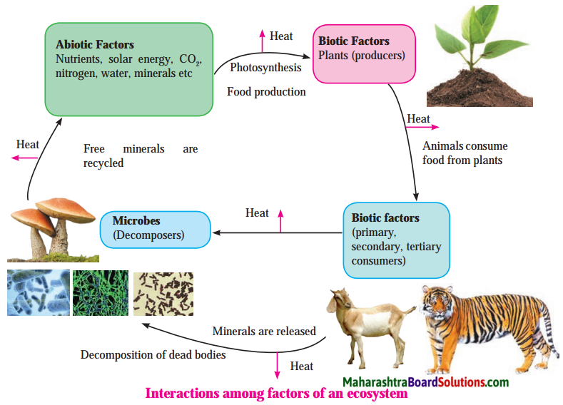 Maharashtra Board Class 8 Science Solutions Chapter 18 Ecosystems 11