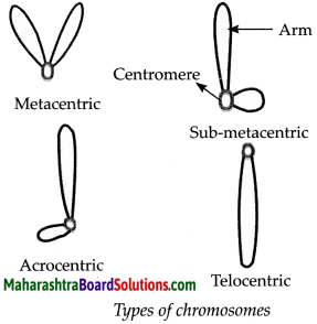 Maharashtra Board Class 9 Science Solutions Chapter 16 Heredity and Variation 7