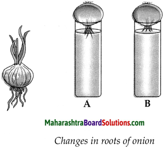 Maharashtra Board Class 9 Science Solutions Chapter 17 Introduction to Biotechnology 6