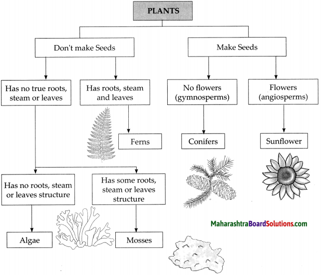 Maharashtra Board Class 9 Science Solutions Chapter 6 Classification of Plants 16
