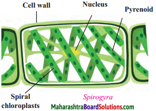 Maharashtra Board Class 9 Science Solutions Chapter 6 Classification of Plants 5