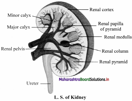 Maharashtra Board Class 11 Biology Important Questions Chapter 15 Excretion and Osmoregulation 1