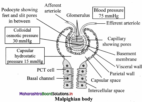 Maharashtra Board Class 11 Biology Important Questions Chapter 15 Excretion and Osmoregulation 3