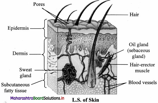 Maharashtra Board Class 11 Biology Important Questions Chapter 15 Excretion and Osmoregulation 7