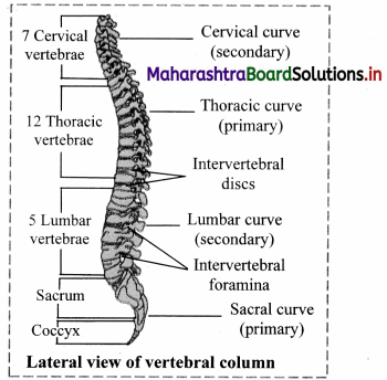 Maharashtra Board Class 11 Biology Important Questions Chapter 16 Skeleton and Movement 11