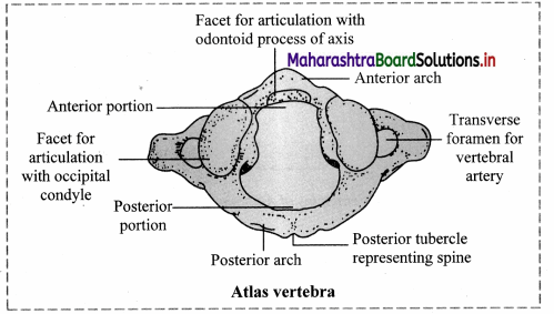 Maharashtra Board Class 11 Biology Important Questions Chapter 16 Skeleton and Movement 12