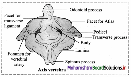Maharashtra Board Class 11 Biology Important Questions Chapter 16 Skeleton and Movement 13