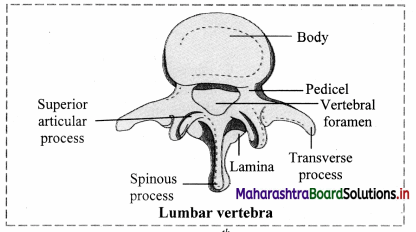 Maharashtra Board Class 11 Biology Important Questions Chapter 16 Skeleton and Movement 15