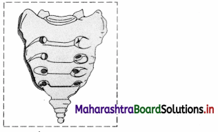 Maharashtra Board Class 11 Biology Important Questions Chapter 16 Skeleton and Movement 16