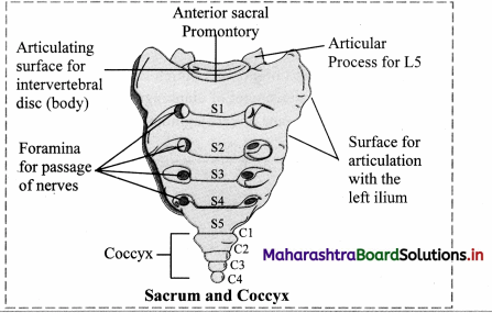 Maharashtra Board Class 11 Biology Important Questions Chapter 16 Skeleton and Movement 17