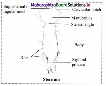 Maharashtra Board Class 11 Biology Important Questions Chapter 16 Skeleton and Movement 19