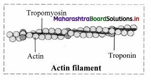 Maharashtra Board Class 11 Biology Important Questions Chapter 16 Skeleton and Movement 2