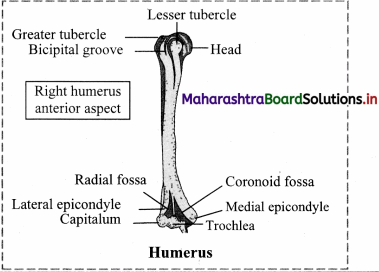 Maharashtra Board Class 11 Biology Important Questions Chapter 16 Skeleton and Movement 21