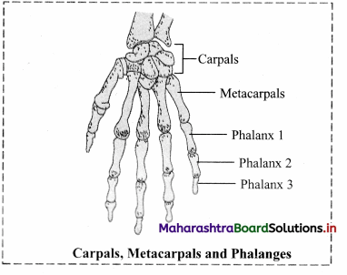 Maharashtra Board Class 11 Biology Important Questions Chapter 16 Skeleton and Movement 23