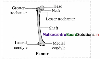 Maharashtra Board Class 11 Biology Important Questions Chapter 16 Skeleton and Movement 25