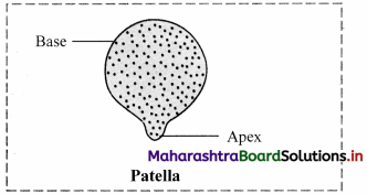 Maharashtra Board Class 11 Biology Important Questions Chapter 16 Skeleton and Movement 26