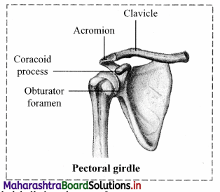 Maharashtra Board Class 11 Biology Important Questions Chapter 16 Skeleton and Movement 31