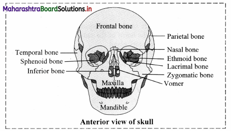 Maharashtra Board Class 11 Biology Important Questions Chapter 16 Skeleton and Movement 8