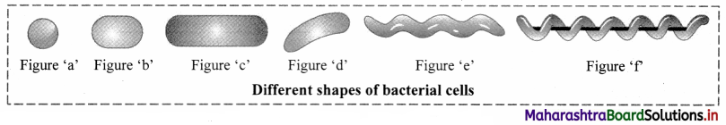 Maharashtra Board Class 11 Biology Important Questions Chapter 2 Systematics of Living Organisms 1