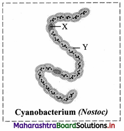 Maharashtra Board Class 11 Biology Important Questions Chapter 2 Systematics of Living Organisms 2