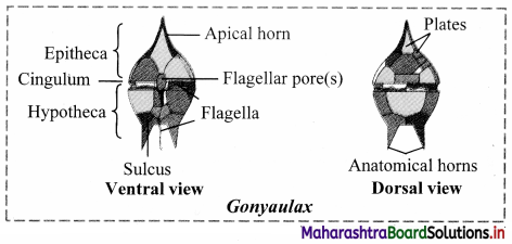 Maharashtra Board Class 11 Biology Important Questions Chapter 2 Systematics of Living Organisms 4
