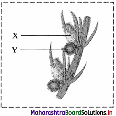 Maharashtra Board Class 11 Biology Important Questions Chapter 3 Kingdom Plantae 1