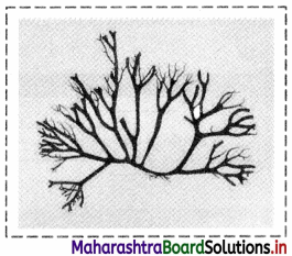 Maharashtra Board Class 11 Biology Important Questions Chapter 3 Kingdom Plantae 2