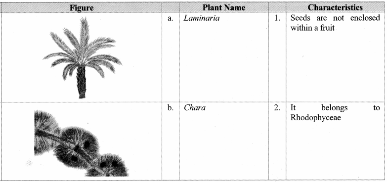 Maharashtra Board Class 11 Biology Important Questions Chapter 3 Kingdom Plantae 4