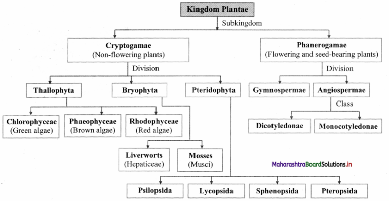 Maharashtra Board Class 11 Biology Important Questions Chapter 3 ...