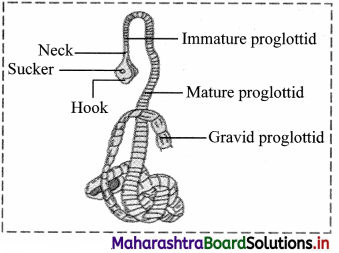 Maharashtra Board Class 11 Biology Important Questions Chapter 4 Kingdom Animalia 3